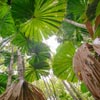 Cabbage Palms in rainforest